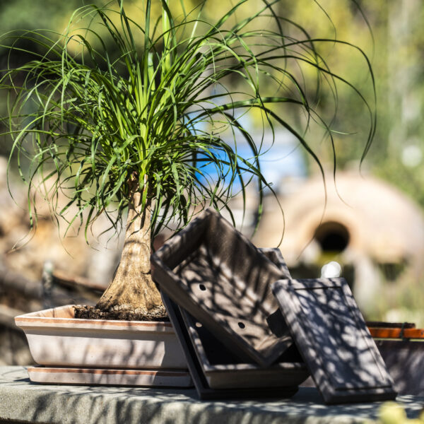 Vaso Bonsai Spugnato - immagine 4